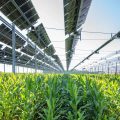 Agrivoltaics: States Court Investors as Farm-Solar Adoption Accelerates