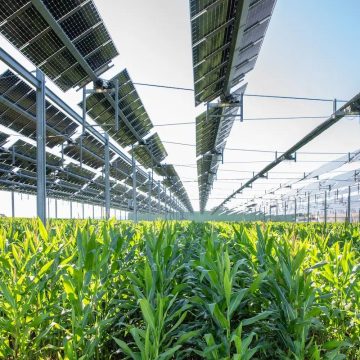 Agrivoltaics: States Court Investors as Farm-Solar Adoption Accelerates